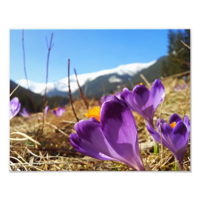 Crocuses, Tatras Photo Print (Front)