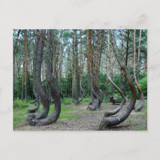 Crooked Forest - Poland Postcard