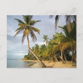 Crooked Palm Postcard