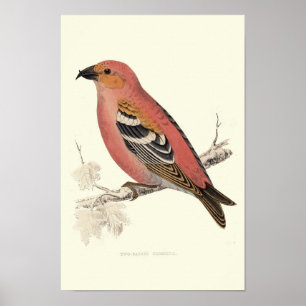 Cross bill bird poster