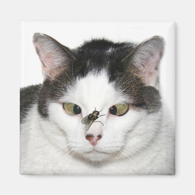 Cross eyed cat and fly magnet (Front)