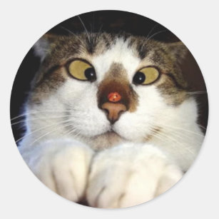 Cross Eyed Cat And Ladybird Classic Round Sticker