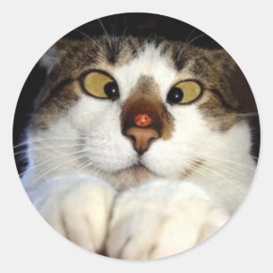 Cross Eyed Cat And Ladybird Classic Round Sticker
