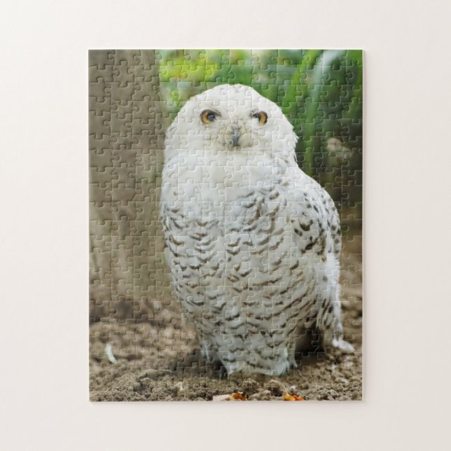Cross Eyed Owl Bird of Prey Jigsaw Puzzle (Vertical)