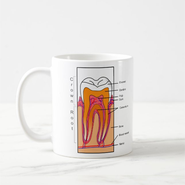 Cross Section Diagram of a Human Tooth Coffee Mug (Left)