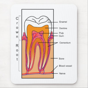 Cross Section Diagram of a Human Tooth Mouse Mat
