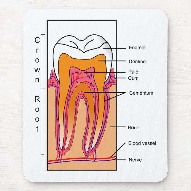 Cross Section Diagram of a Human Tooth Mouse Mat (Front)