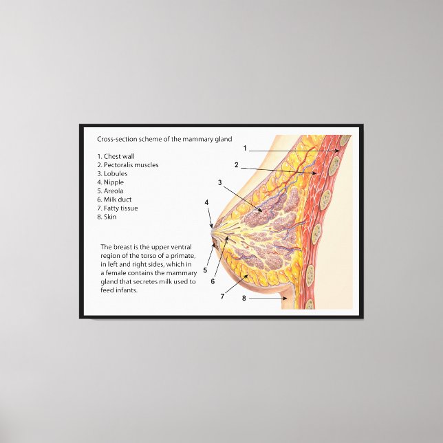 Cross Section Diagram of the Human Mammary Gland Canvas Print (Front)