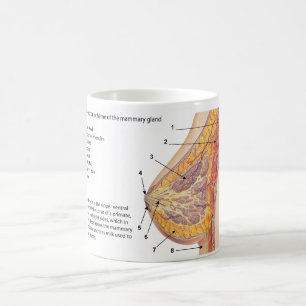 Cross Section Diagram of the Human Mammary Gland Coffee Mug