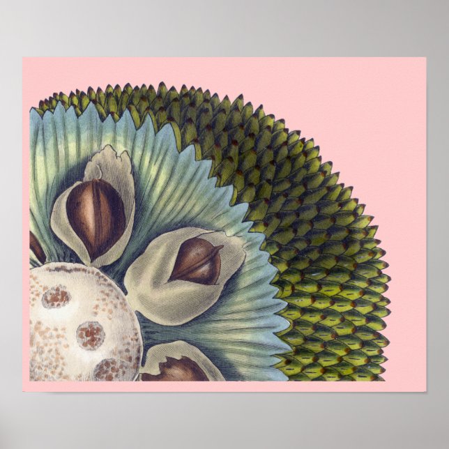 Cross Section of a Breadfruit - Tropical Foods Poster (Front)