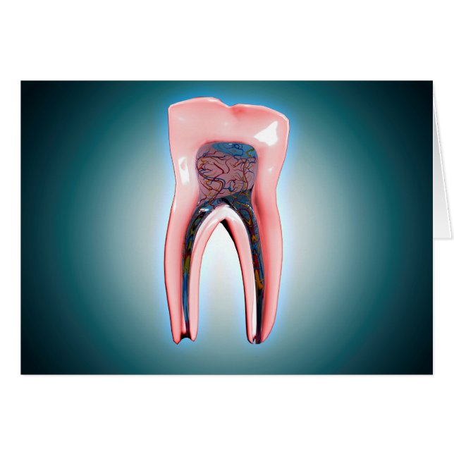 Cross-Section Of A Human Tooth (Front Horizontal)