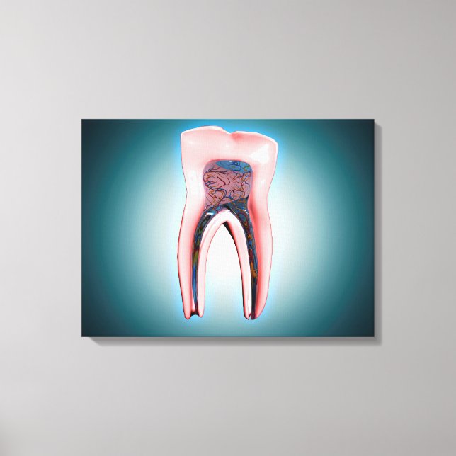 Cross-Section Of A Human Tooth Canvas Print (Front)