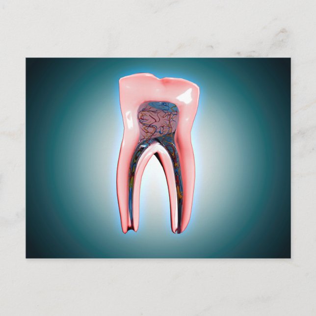 Cross-Section Of A Human Tooth Postcard (Front)