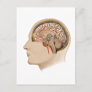 Cross Section Of Brain With Arteries Postcard