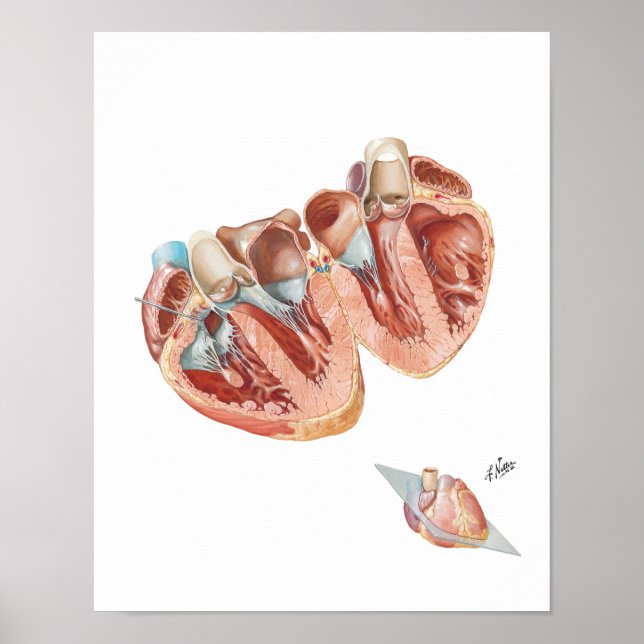Cross-Section of Heart by Frank H. Netter, MD Poster (Front)
