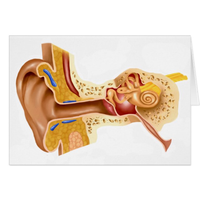 Cross Section Of Human Ear (Front Horizontal)