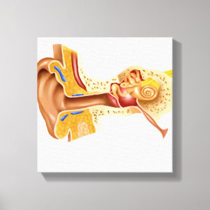 Cross Section Of Human Ear Canvas Print