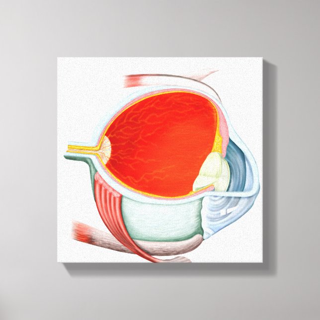 Cross Section Of Human Eye Canvas Print (Front)