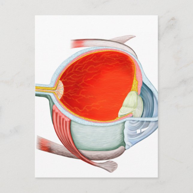 Cross Section Of Human Eye Postcard (Front)