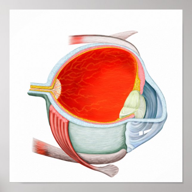 Cross Section Of Human Eye Poster (Front)