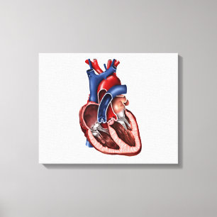 Cross Section Of Human Heart Canvas Print