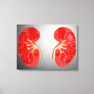 Cross-Section Of Human Kidney Canvas Print
