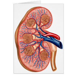 Cross Section Of Internal Anatomy Of A Kidney
