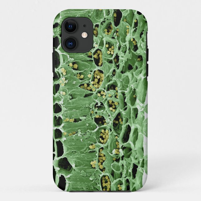 Cross Section of Leaf Case-Mate iPhone Case (Back)