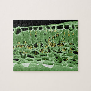 Cross Section of Leaf Jigsaw Puzzle