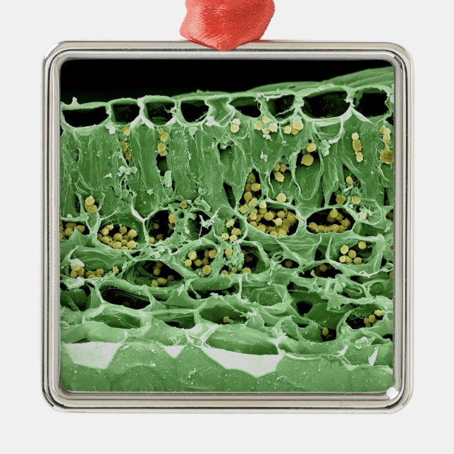 Cross Section of Leaf Metal Tree Decoration (Front)