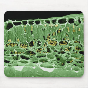 Cross Section of Leaf Mouse Mat