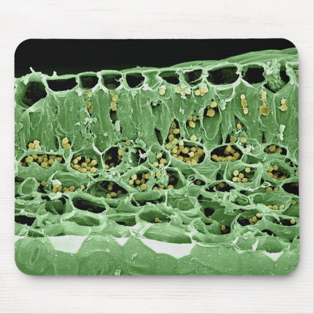 Cross Section of Leaf Mouse Mat (Front)