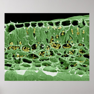 Cross Section of Leaf Poster