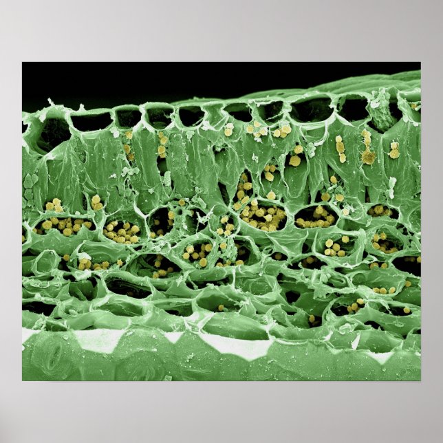 Cross Section of Leaf Poster (Front)