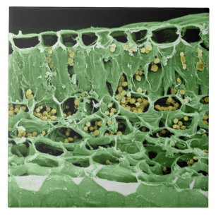 Cross Section of Leaf Tile