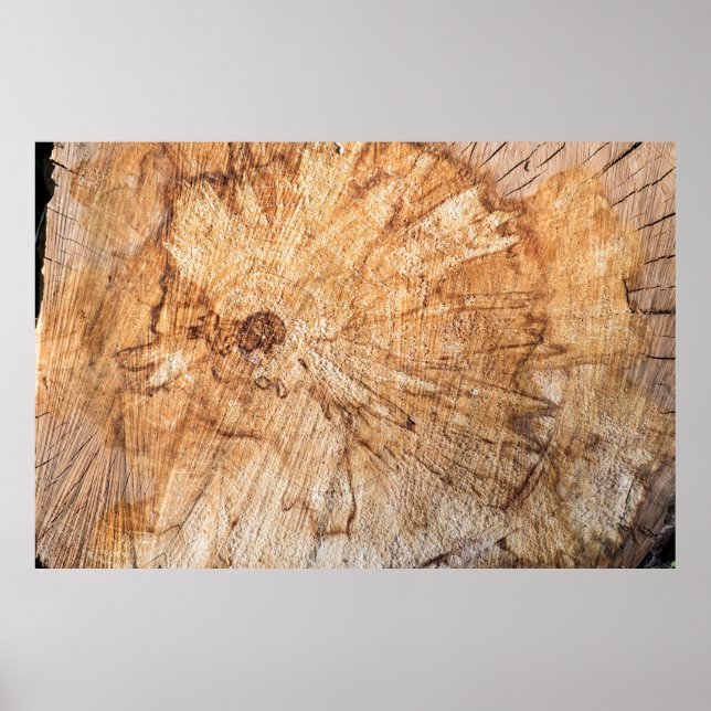 Cross-section of the apple tree (Malus)abstract, b Poster (Front)