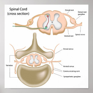 Cross section of the spinal cord poster