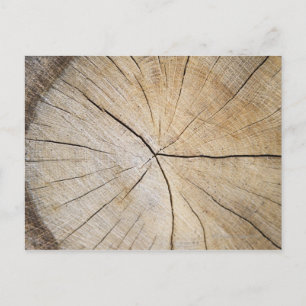 Cross section of tree trunk postcard