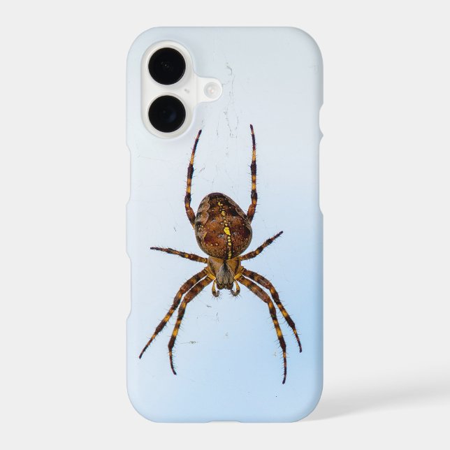 cross spider in web (Back)