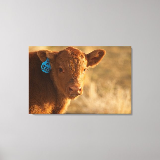 Crossbred Calf Canvas Print (Front)