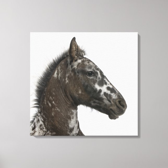 crossbreed Foal between a Appaloosa and a Canvas Print (Front)