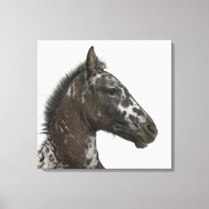 crossbreed Foal between a Appaloosa and a Canvas Print