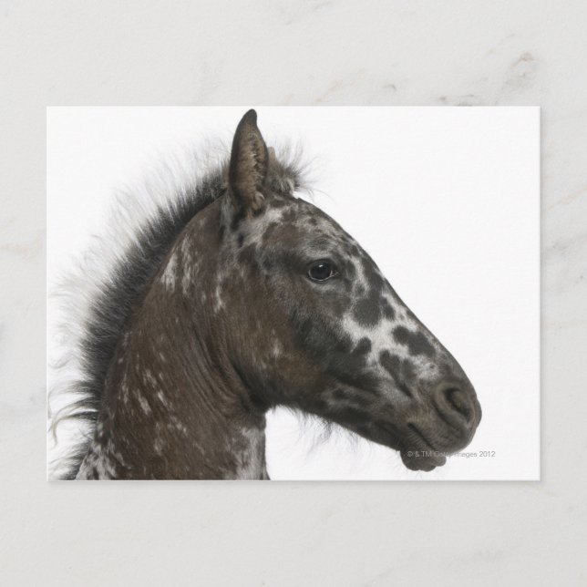 crossbreed Foal between a Appaloosa and a Postcard (Front)