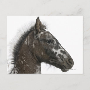 crossbreed Foal between a Appaloosa and a Postcard