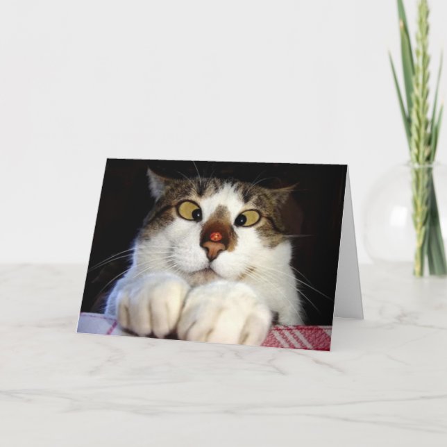 Crossed Eyed Cat And Ladybird Birthday Card (Front)