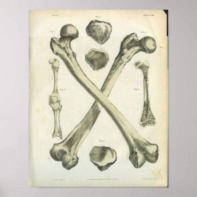 Crossed Femur Bones Anatomy Art Poster (Front)