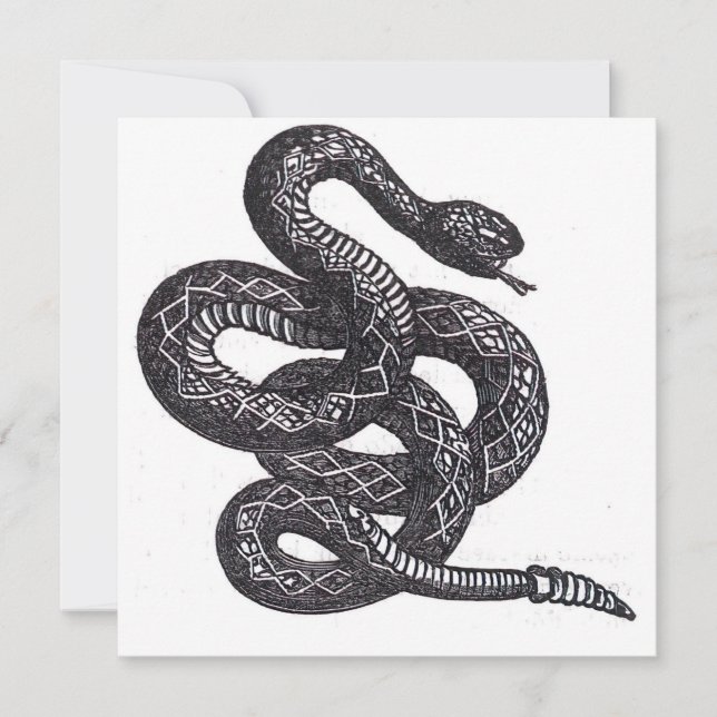 Crotalus Cascavella Snake (Venemous Pit Viper) (Front)