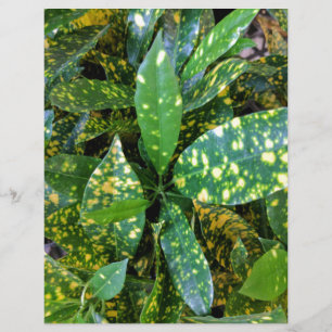 Croton Plant