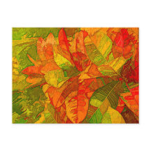 Croton Variegatum Plant