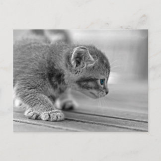 Crouching Kitten Postcard